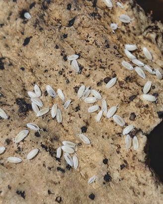 Pulitori per terrari