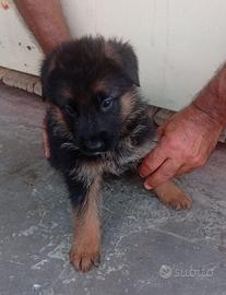 Cuccioli pastore tedesco