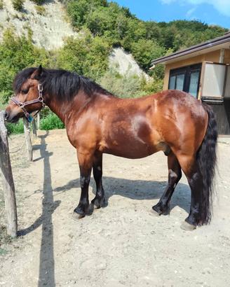 bardigiano 13 anni