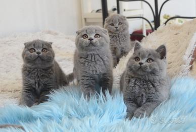 Scottish fold straight