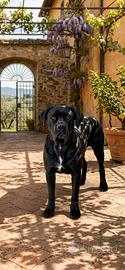 Cane Corso