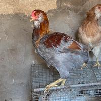 Galli galline araucana