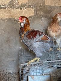 Galli galline araucana