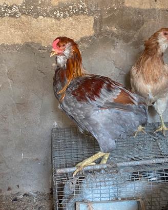 Galli galline araucana