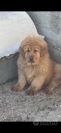 Mastino tibetano