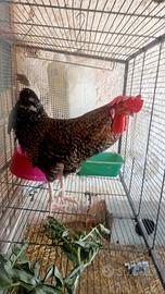 Gallo