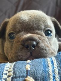 Bulldog francese