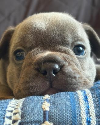 Bulldog francese
