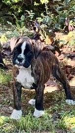 Cuccioli boxer