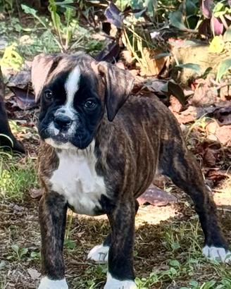 Cuccioli boxer
