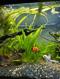 Vallisneria pianta acquatica