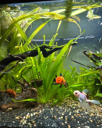Vallisneria pianta acquatica
