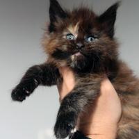 Cucciola Maine coon levata genealogia