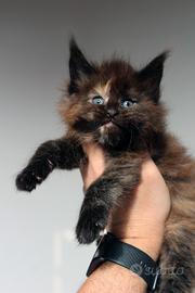 Cucciola Maine coon levata genealogia