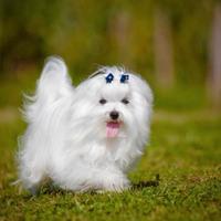 Maltese toy
