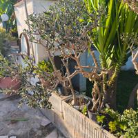 bonsai di ulivo