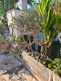 bonsai di ulivo