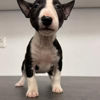 Bull terrier miniature