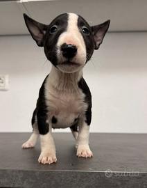 Bull terrier miniature