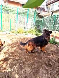 Disponibili Cuccioli di Pastore Tedesco