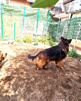 Disponibili Cuccioli di Pastore Tedesco