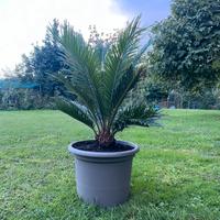Pianta di Cycas