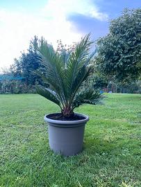 Pianta di Cycas