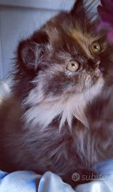 Cuccioli di Gatto Persiano