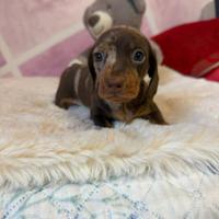 Bassotto tedesco nano kaninchen a pelo corto Enci