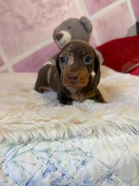 Bassotto tedesco nano kaninchen a pelo corto Enci