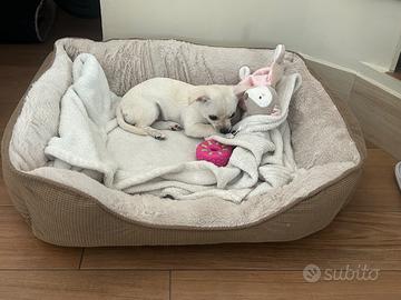 Chiwuawua