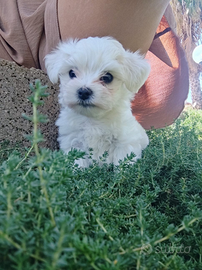 Cucciolo di maltese MASCHIO