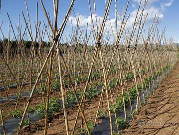 50 Canne sostegno ortaggi pomodori paletti