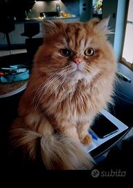Gatto Persiano rosso per accoppiamento
