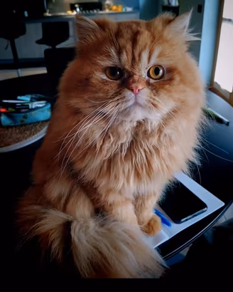 Gatto Persiano rosso per accoppiamento