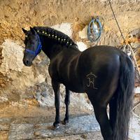 Cavallo andaluso