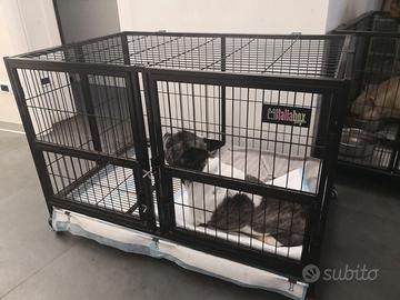 Cuccia Gabbia Box Kennel Animali Cani Gatti Usata