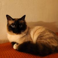 Gatto per accoppiamento