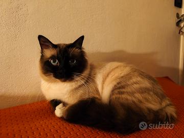 Gatto per accoppiamento