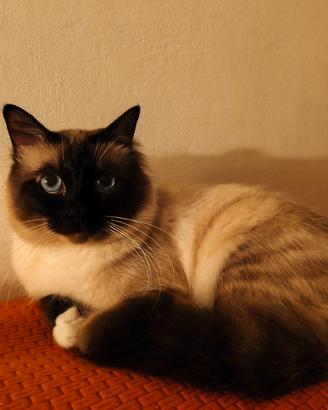 Gatto per accoppiamento