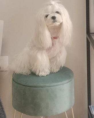 Maltese "Toy" maschio per accoppiamento