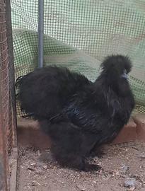 moroseta SILKIE 2 galli neri 4 mesi
