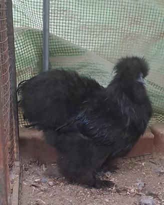moroseta SILKIE 2 galli neri 4 mesi