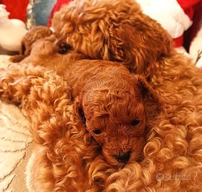 Cuccioli barboncino Toy red