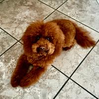 Splendido Barboncino Toy con pedigree - 6 mesi