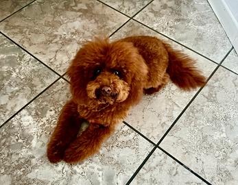 Splendido Barboncino Toy con pedigree - 6 mesi