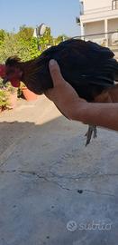 Galli ornamentali