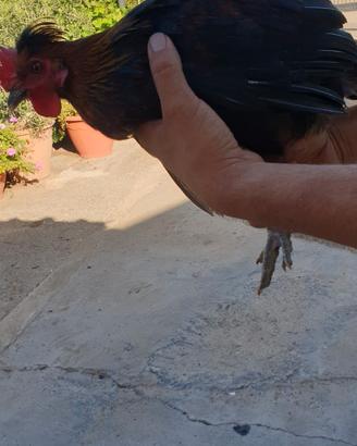 Galli ornamentali