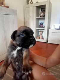Vendita cuccioli cane boxer tigrati