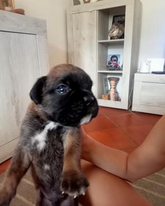 Vendita cuccioli cane boxer tigrati